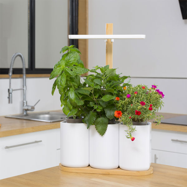 Potager d'intérieur 'Lilo' Prêt à Pousser Potager d'intérieur 'Lilo' Prêt à Pousser