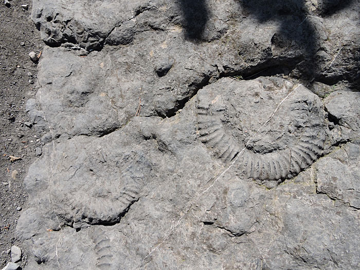 Quelques fossiles de la Dalle aux amonnites à Digne-les-Bains © ABCfeminin.com.