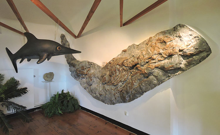 Photo : fossile d'ichthyosaure au Musée-Promenade de Dignes-les-Bains © ABCfeminin.com.