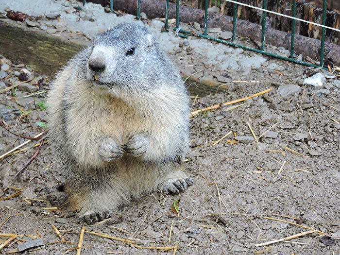 Une des marmottes de Toto à Chabanon en Haute-Provence © ABCfeminin.com.