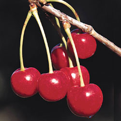 recettes aux cerises sur ABCfeminin.com recettes aux cerises sur ABCfeminin.com