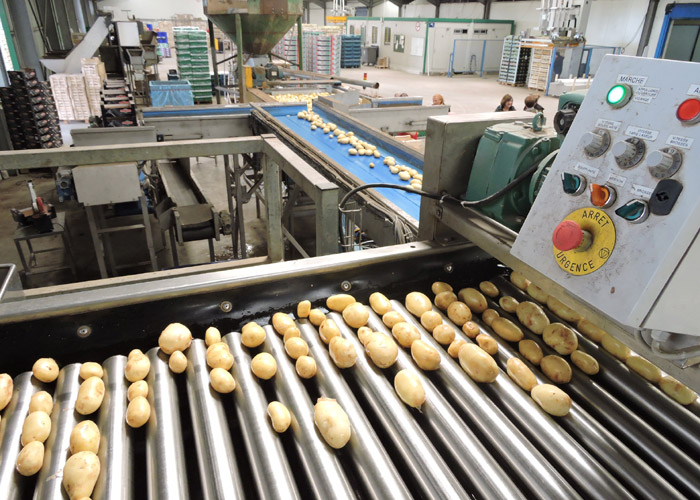 Photo : tri avant conditionnement des pommes de terre primeur © ABCfeminin.com.