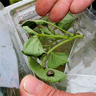 Le doryphore est un parasite des plants de pommes de terre © ABCfeminin.com.