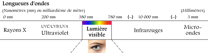 Les longueurs d'ondes des UV Les longueurs d'ondes des UV