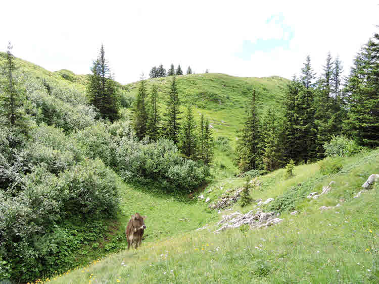 Randonnée dans le Vorarlberg au son des cloches des vaches © ABCfeminin.com. Randonnée dans le Vorarlberg au son des cloches des vaches © ABCfeminin.com.