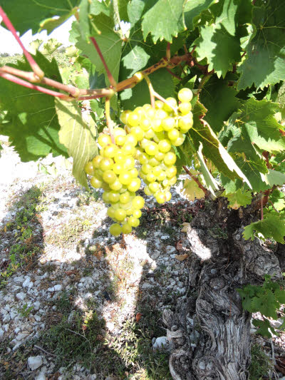 Le vignoble du Minervois. © ABCfeminin.com.