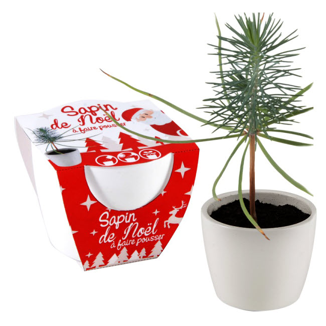 Cadeau thème NATURE - Sapin à faire pousser Altermundi. Cadeau thème NATURE - Sapin à faire pousser Altermundi.