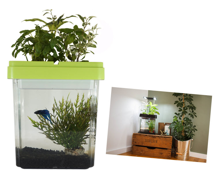 Cadeau thème NATURE - Aquarium Ozarium aquaponique CitizenFarm.