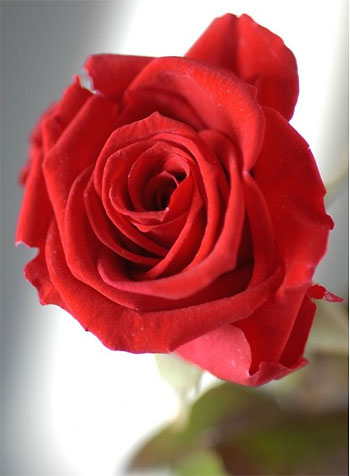 Rose naturelle naturalisée sur cadeaufou.com Rose naturelle naturalisée sur cadeaufou.com