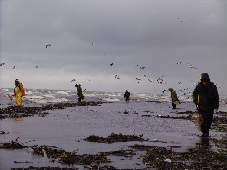 Pêcheurs d'ambre au bord de la mer Baltique à GDANSK © D.R.