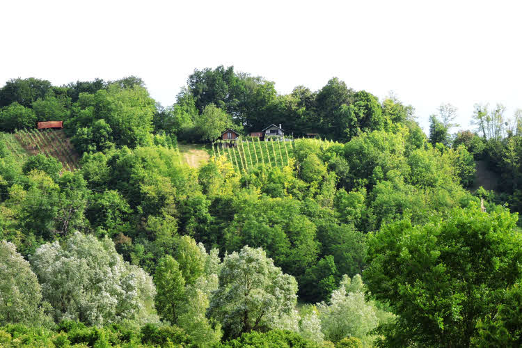 Vignoble de Zagorje en Croatie © ABCfeminin.com.