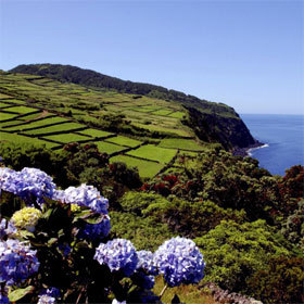 Hortensias sur l'île de Terceira aux Açores