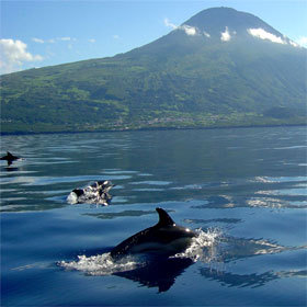 Dauphins aux Açores. Dauphins aux Açores.