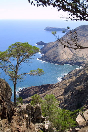 Zimbralinhos à Porto Santo © Marcial Fernandes.