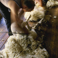 Tonde des moutons Tonde des moutons