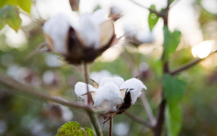 Plans de coton Plans de coton