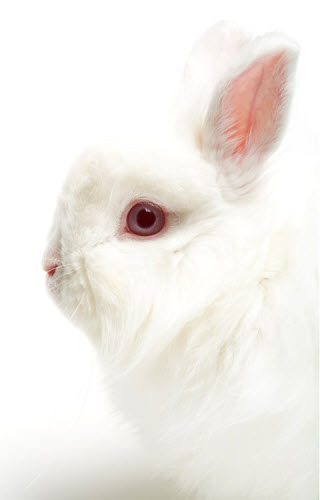 Lapin angora.