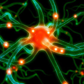 le TOP 10 des préférences du cerveau le TOP 10 des préférences du cerveau