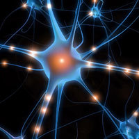 Neurone & synapses Neurone & synapses
