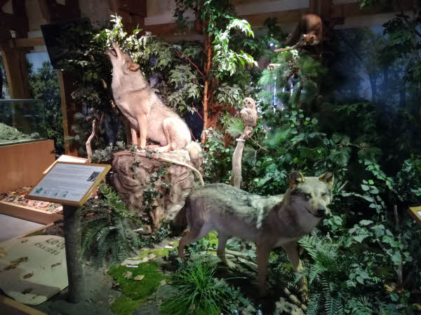 La faune naturalisée du musée de la Maison de la Forêt (Arche de la Nature) © ABCfeminin.com. La faune naturalisée du musée de la Maison de la Forêt (Arche de la Nature) © ABCfeminin.com.