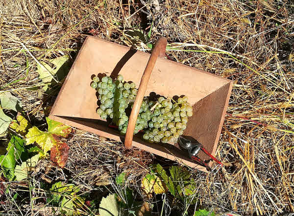 Raisins du Domaine de Laubesse à Hontang dans les Landes © ABCfeminin.com.