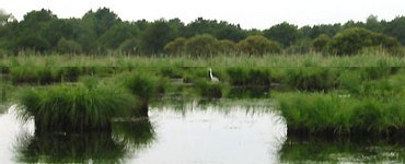 une aigrette dans le Parc Naturel régionale de Brière