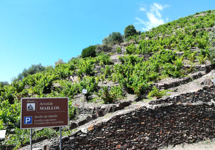 Vignobles en terrasses à Banyuls-sur-Mer © ABCfeminin.com. Vignobles en terrasses à Banyuls-sur-Mer © ABCfeminin.com.
