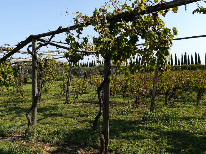 Treilles romaines au Mas des Tourelles à Beaucaire © ABCfeminin.com.