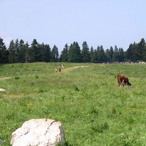 Les pâturages du plateau du Vercors © DR Les pâturages du plateau du Vercors © DR
