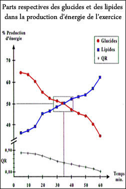 Parts respectives des glucides et des lipides dans la production d'énergie de l'exercice