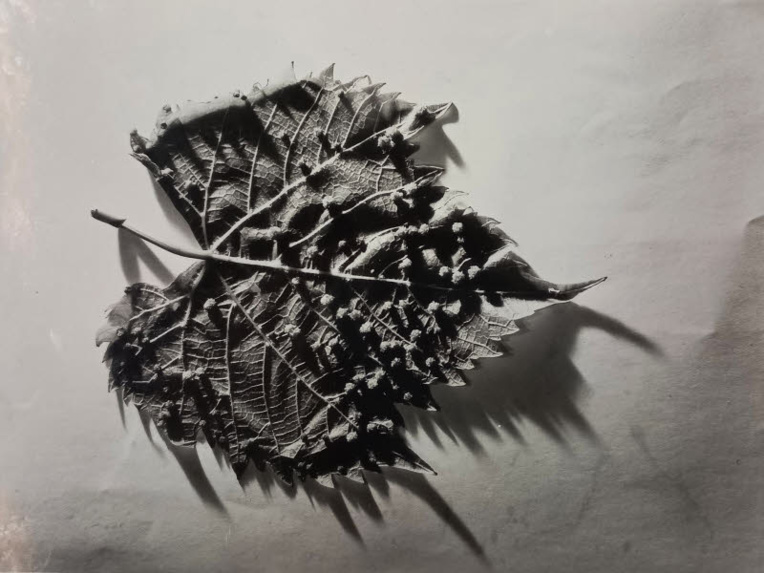Photographie d’une "feuille de vigne atteinte par le phylloxéra" © Maison Rémy Martin. Photographie d’une "feuille de vigne atteinte par le phylloxéra" © Maison Rémy Martin.