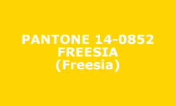 Couleur Freesia - Pantone®