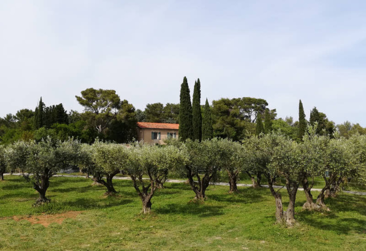 Les oliviers de l'Oulivie © ABCfeminin.com. Les oliviers de l'Oulivie © ABCfeminin.com.