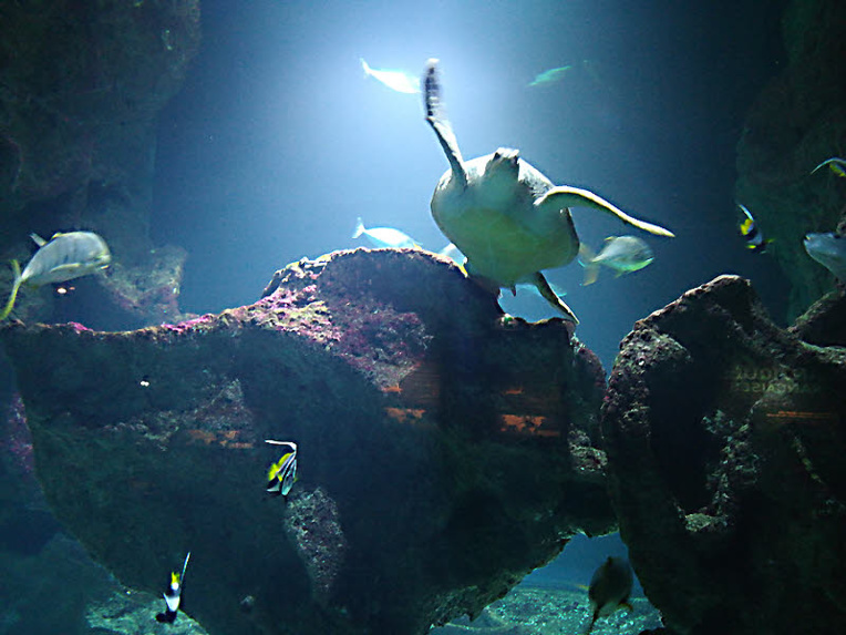 Le bassin des tortues de l'Aquarium de La Rochelle © C.C. Halusiak/ABCfeminin.com. Le bassin des tortues de l'Aquarium de La Rochelle © C.C. Halusiak/ABCfeminin.com.