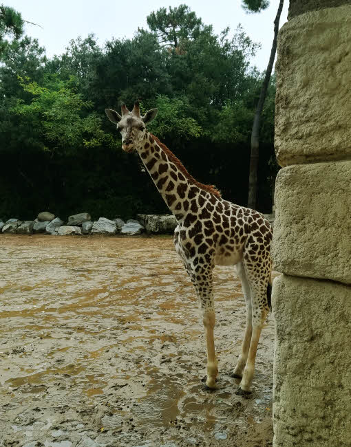 Le girafon Gustave, alors âgé de 6 mois, est encore timide et un peu farouche © Chris C. Halusiak/ABCfeminin.com. Le girafon Gustave, alors âgé de 6 mois, est encore timide et un peu farouche © Chris C. Halusiak/ABCfeminin.com.