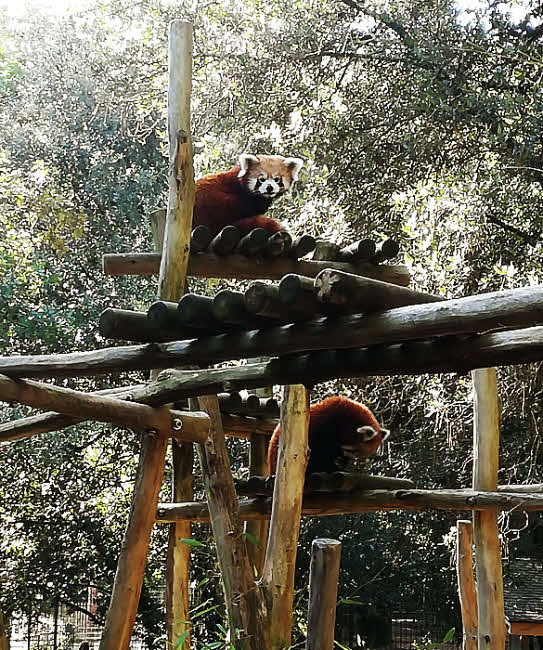 Petit panda roux du Zoo de la Palmyre © Chris C. Halusiak/ABCfeminin.com. Petit panda roux du Zoo de la Palmyre © Chris C. Halusiak/ABCfeminin.com.