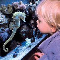 Sea Life, l'aquarium du mail de Val d'Europe