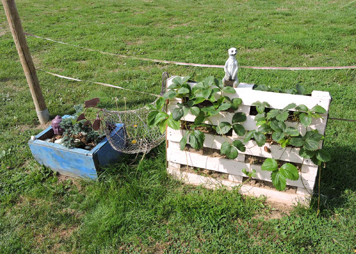 Les fraisiers déversent leurs fruits à la verticale (D.R.) Les fraisiers déversent leurs fruits à la verticale (D.R.)