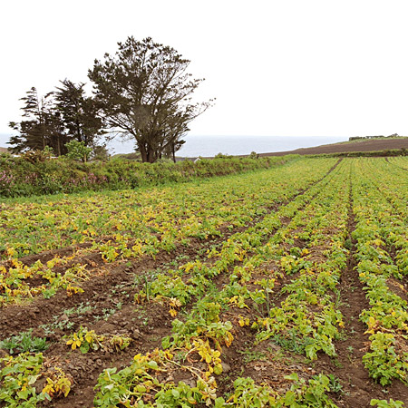 Champs de pommes de terre primeur au bord de la mer celtique en Bretagne © ABCfeminin.com.