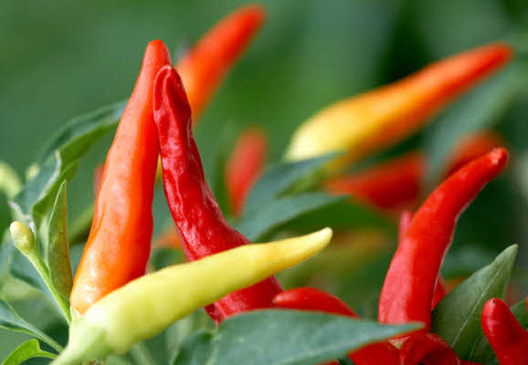 Quels sont les aliments aphrodisiaques qui donnent un coup de fouet au désir ?  Quels sont les aliments aphrodisiaques qui donnent un coup de fouet au désir ?