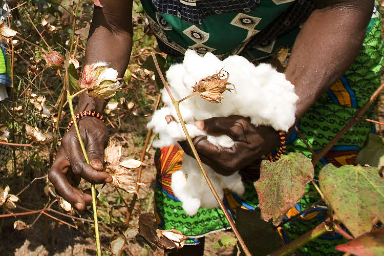 Récolte du coton. Récolte du coton.