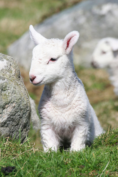 La fine et douce laine d'agneau.