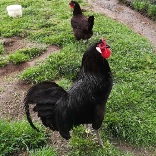 Poule La Flèche à cornes de la Maison de la prairie (Arche de la Nature) © ABCfeminin.com.