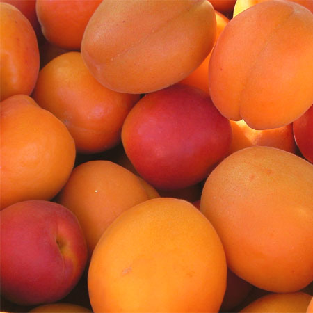 Abricots du Domaine Escoffier à Saint-Gilles-du-Gard (D.R.) Abricots du Domaine Escoffier à Saint-Gilles-du-Gard (D.R.)