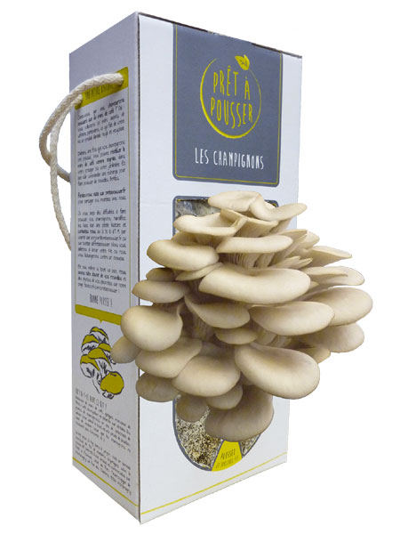 Idée cadeau de Noël FOOD n° 6 - Kit à champignons PRET-À-POUSSER