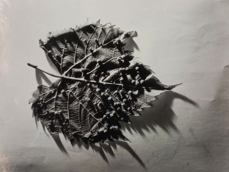 Photographie d’une "feuille de vigne atteinte par le phylloxéra" © Maison Rémy Martin.