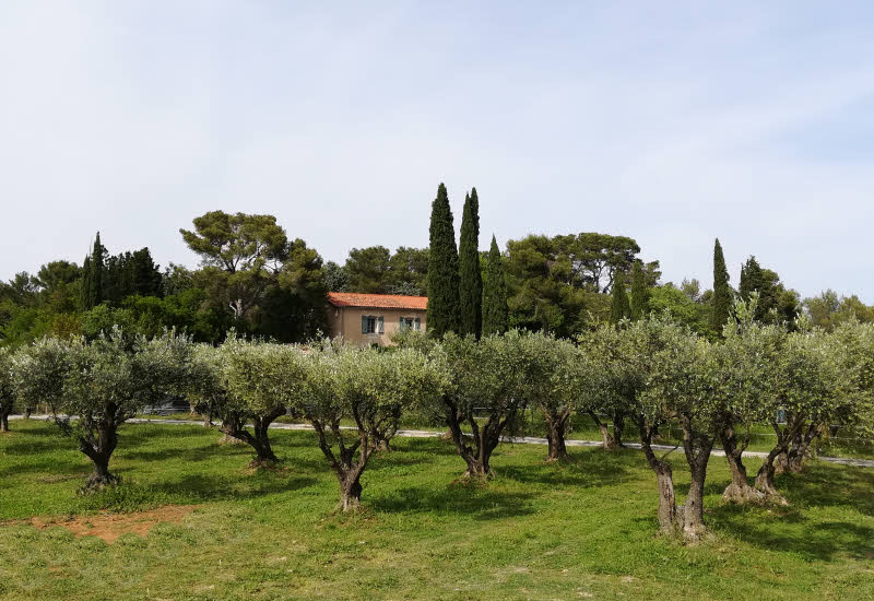 Les oliviers de l'Oulivie © ABCfeminin.com. Les oliviers de l'Oulivie © ABCfeminin.com.