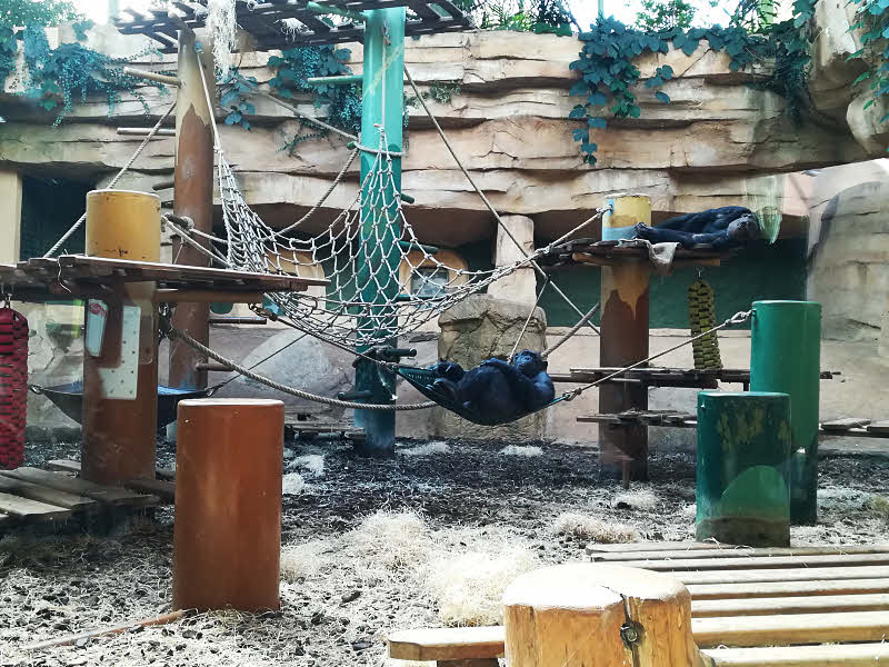 Chimpanzés au Zoo de la Palmyre © Chris C. Halusiak/ABCfeminin.com. Chimpanzés au Zoo de la Palmyre © Chris C. Halusiak/ABCfeminin.com.