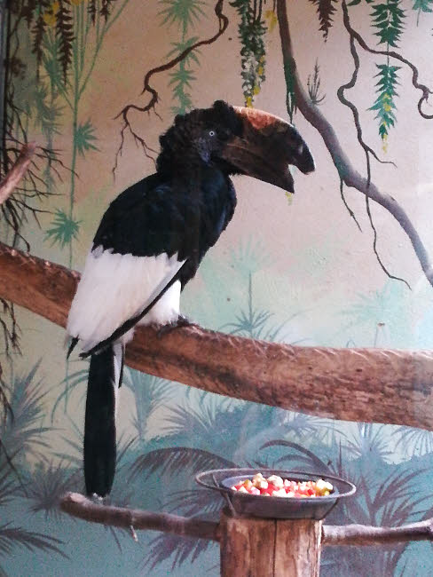 Le calao à joues grises, originaire d'Afrique centrale © Chris C. Halusiak/ABCfeminin.com. Le calao à joues grises, originaire d'Afrique centrale © Chris C. Halusiak/ABCfeminin.com.