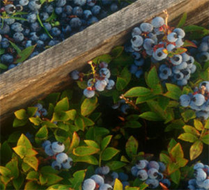 recettes et menu santé aux myrtilles sauvages du Canada